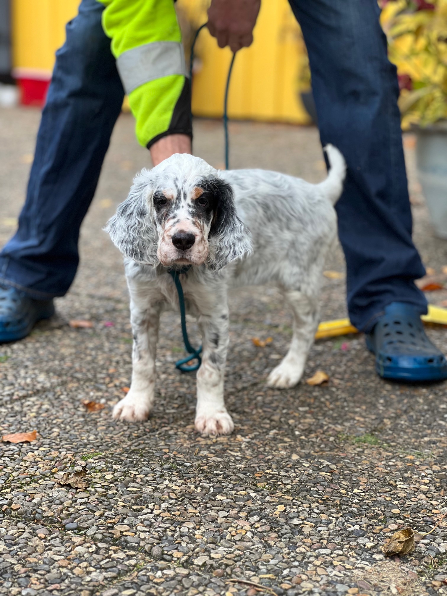 Engelsk Setter